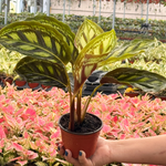 4” Calathea Flamestar Plant – Rare Prayer Plant | Striking Indoor Foliage Houseplant