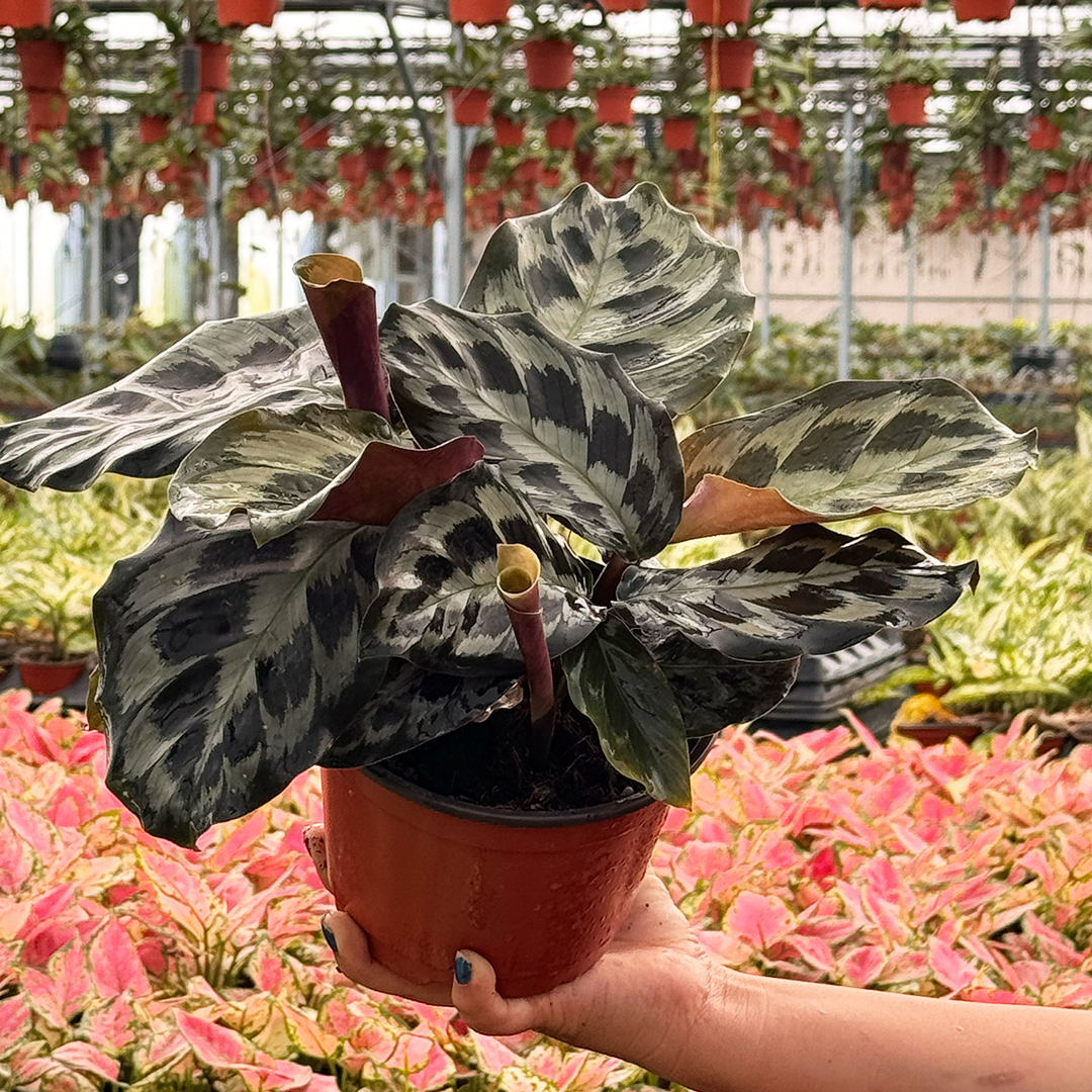 Calathea "Helen Kennedy"