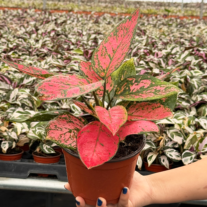 Aglaonema Red Valentine 6 Inch Live Plant