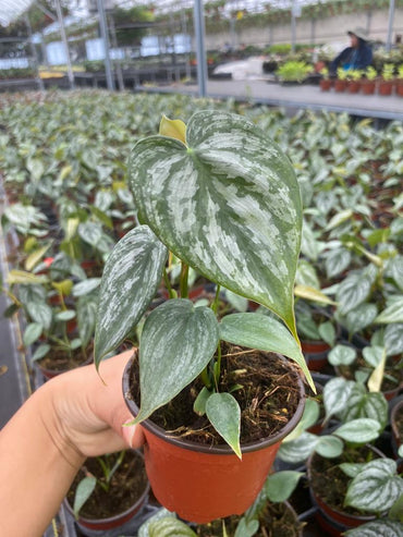 Philodendron Brandi (2–4 inch plant)