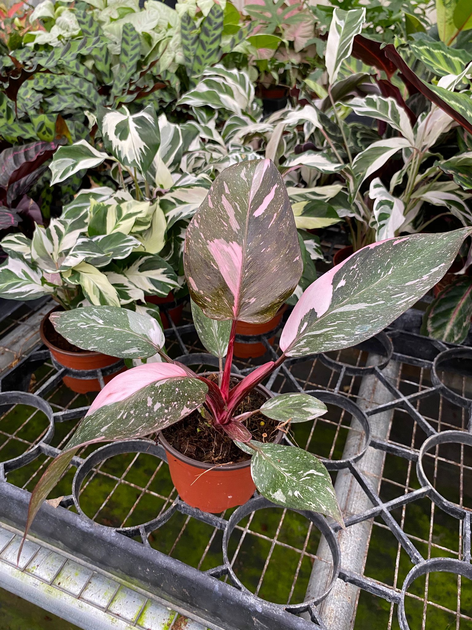 hanging pink princess philodendron Philodendron Pink Princess – Coollective Plants