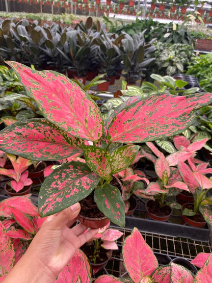 Aglaonema Red Valentine 6 Inch Live Plant