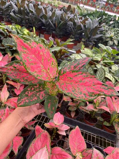 Aglaonema Red Valentine 6 Inch Live Plant