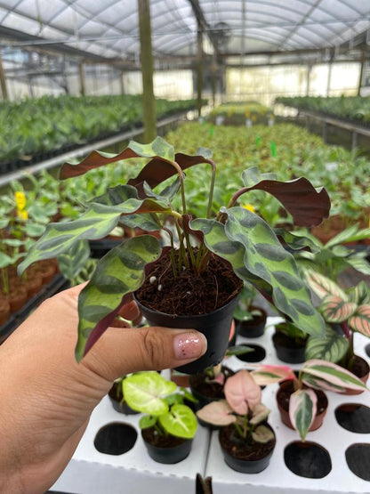 BELEAF 2" Plants "Basic Package"