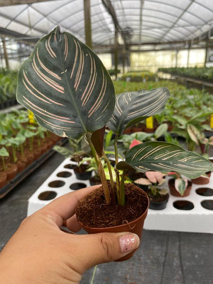 BELEAF 2" Plants "Basic Package"