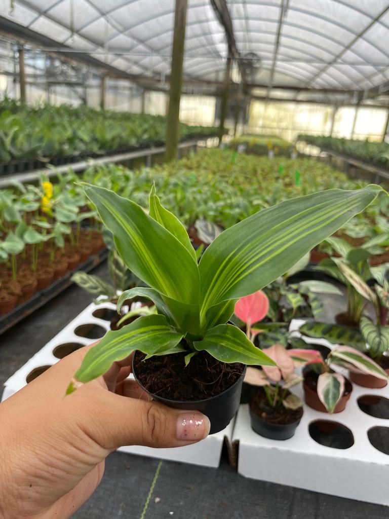 BELEAF 2" Plants "Basic Package"