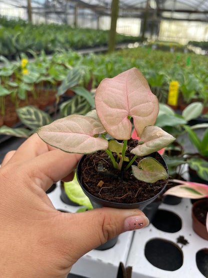 BELEAF 2" Plants "Basic Package"