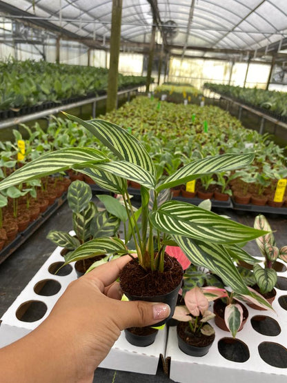 BELEAF 2" Plants "Basic Package"