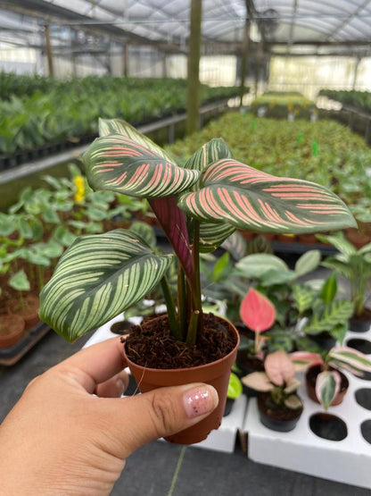 BELEAF 2" Plants "Basic Package"