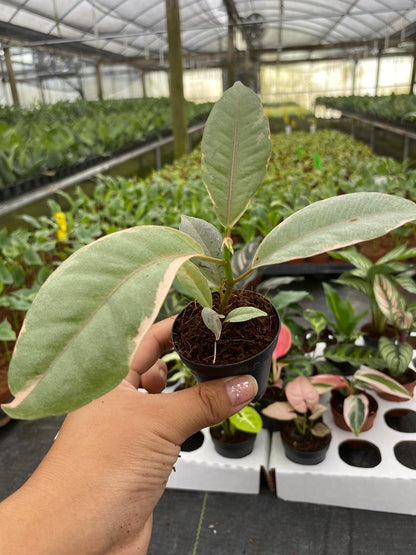 BELEAF 2" Plants "Basic Package"