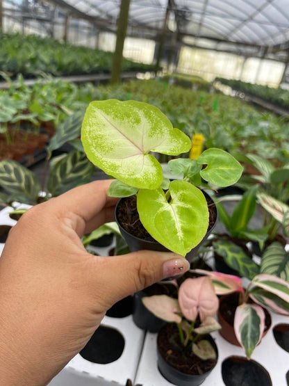 BELEAF 2" Plants "Basic Package"