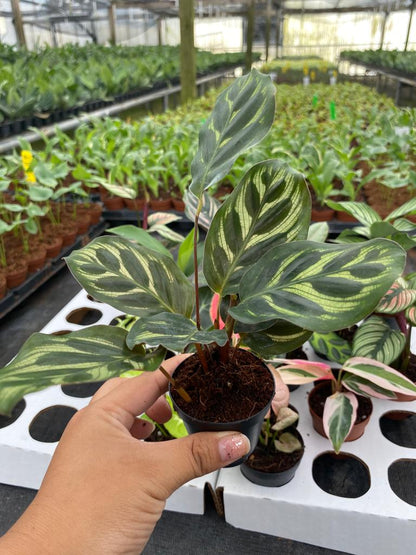 BELEAF 2" Plants "Basic Package"