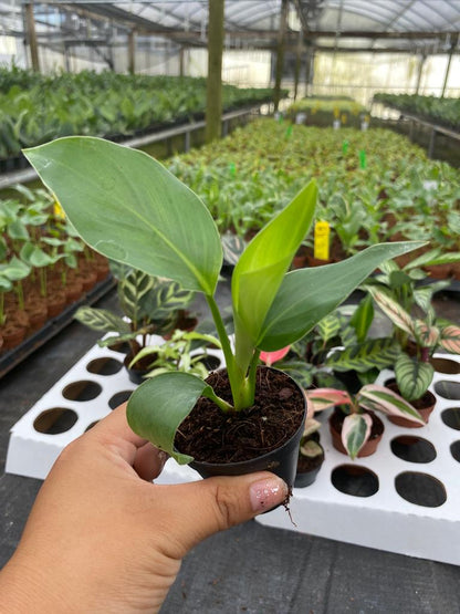 BELEAF 2" Plants "Basic Package"