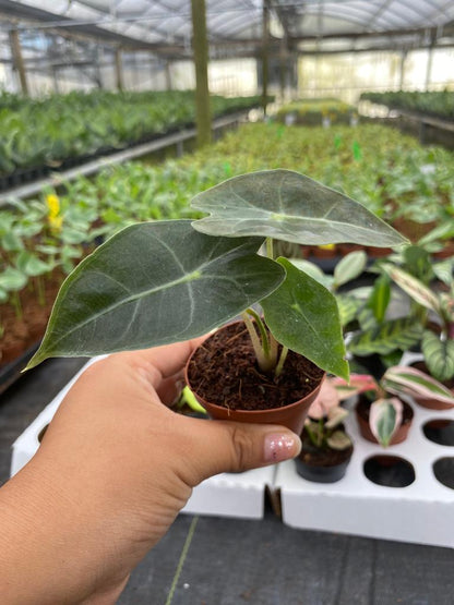BELEAF 2" Plants "Basic Package"