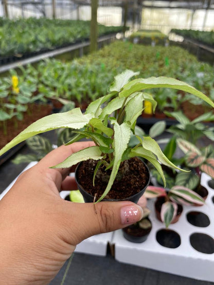 BELEAF 2" Plants "Basic Package"