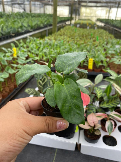 BELEAF 2" Plants "Basic Package"
