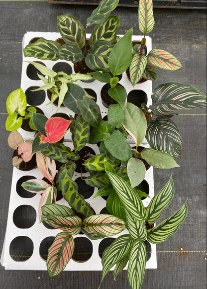 BELEAF 2" Plants "Basic Package"