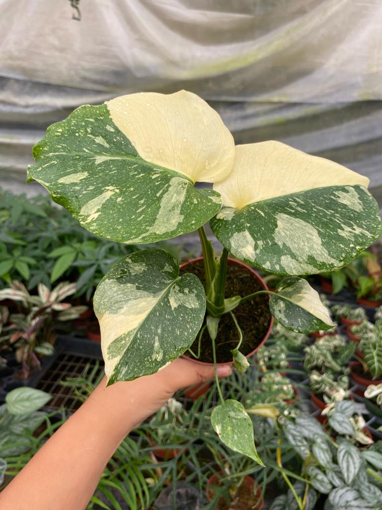 Monstera Thai Constellation