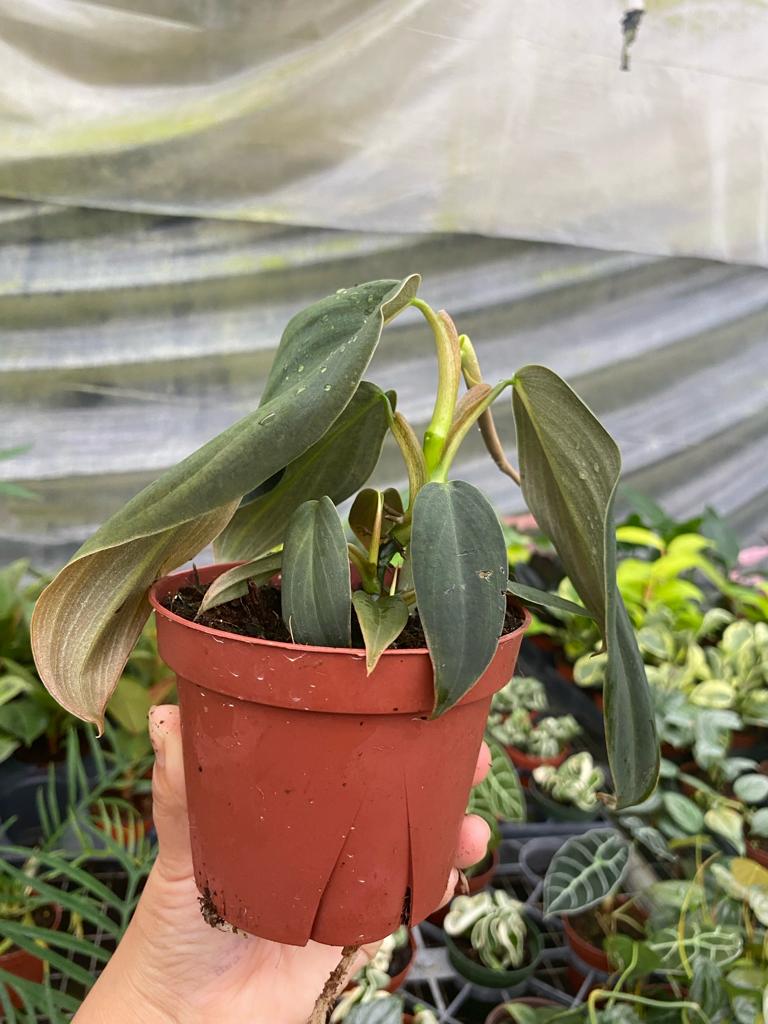 Philodendron Gigas