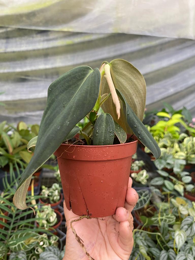 Philodendron Gigas