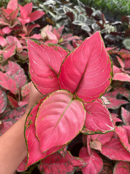 Aglaonema Geely Red Live Plant