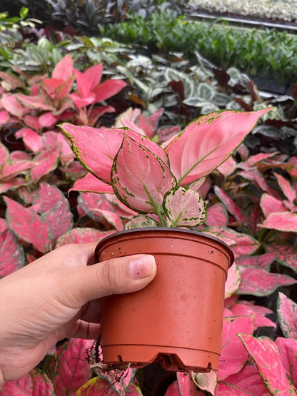 Aglaonema Geely Red Live Plant