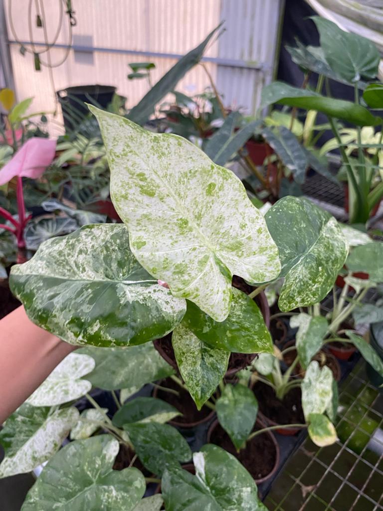 Alocasia odora ‘Batik’ Variegated