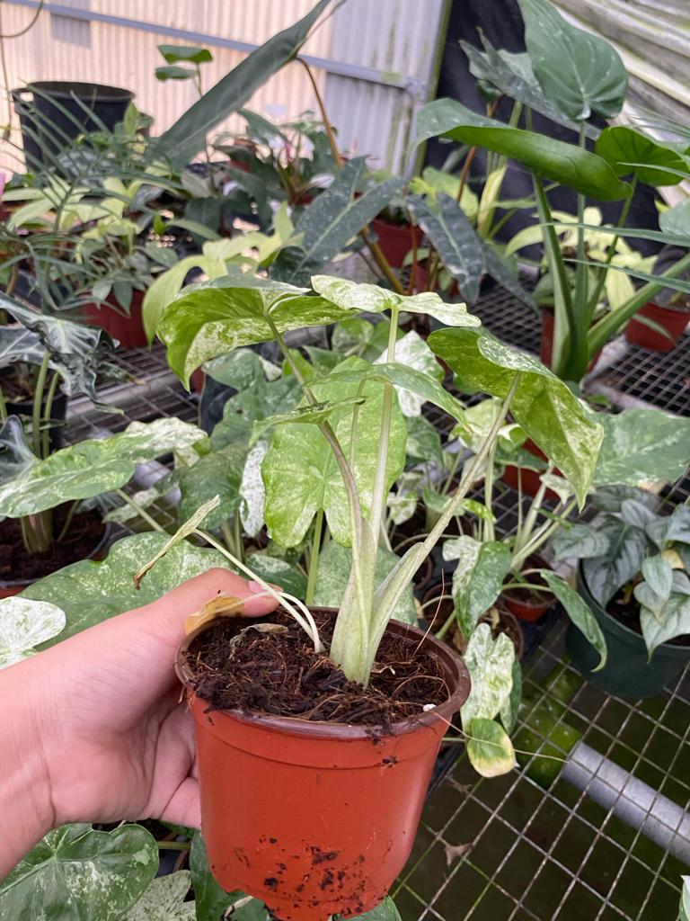 Alocasia odora ‘Batik’ Variegated