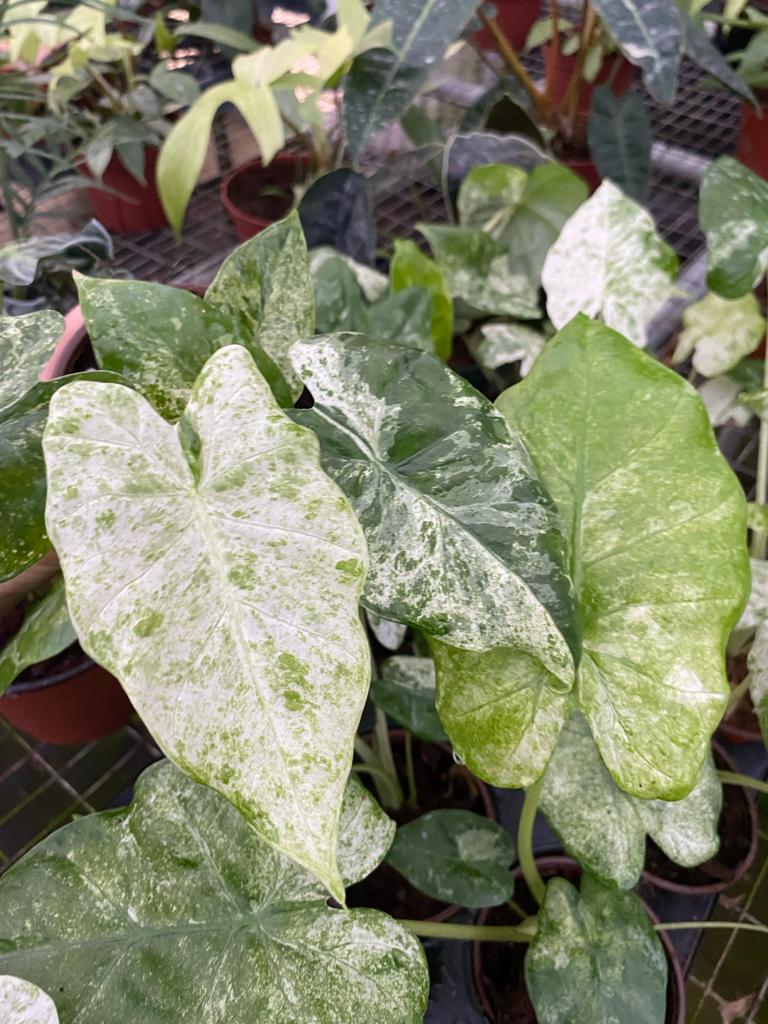Alocasia odora ‘Batik’ Variegated