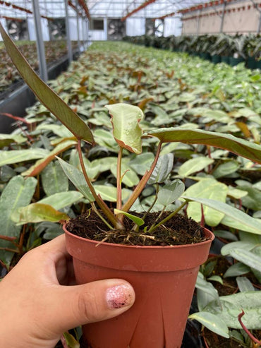 Philodendron Atabapoense (2 inch plant)