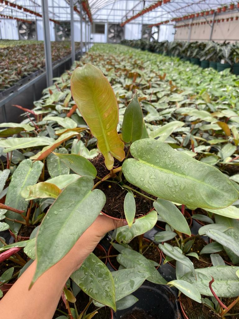 Philodendron Atabapoense (2 inch plant)