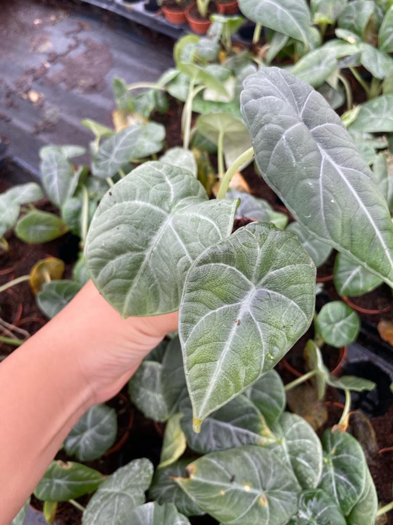 Alocasia Dragon Moon