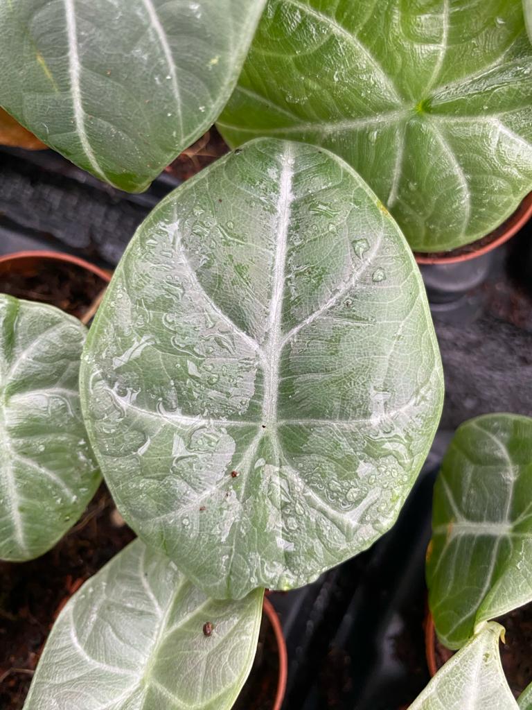 Alocasia Dragon Moon