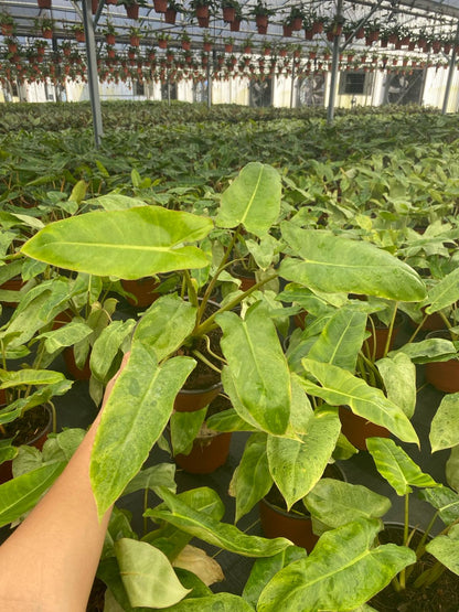 Philodendron Paraiso Verde Live Plant