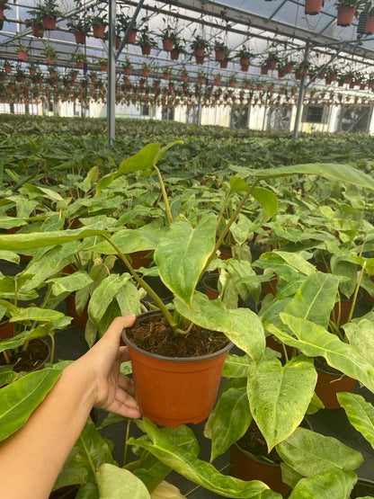 Philodendron Paraiso Verde Live Plant