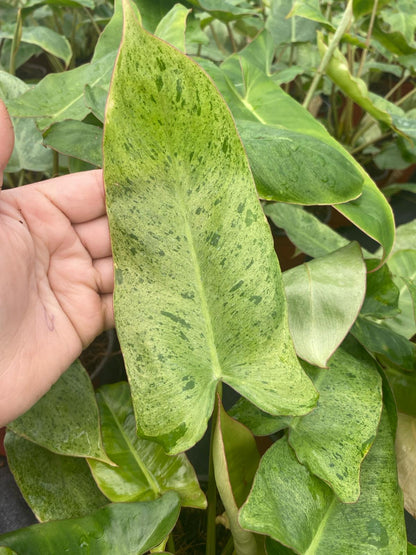 Philodendron Paraiso Verde Live Plant