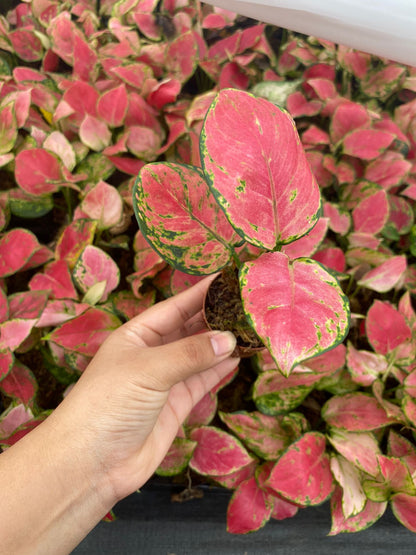 Aglaonema Geely Red Live Plant