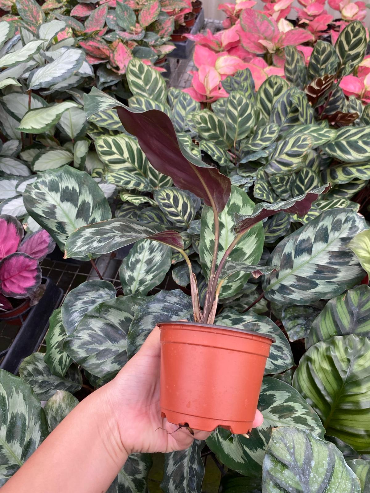 Calathea "Helen Kennedy"