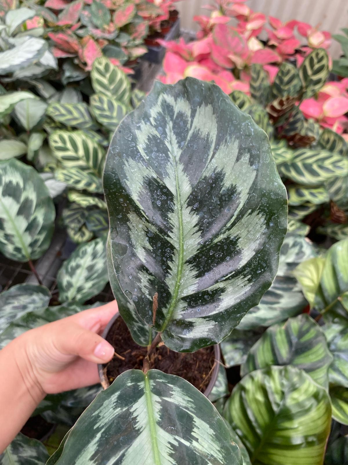 Calathea "Helen Kennedy"