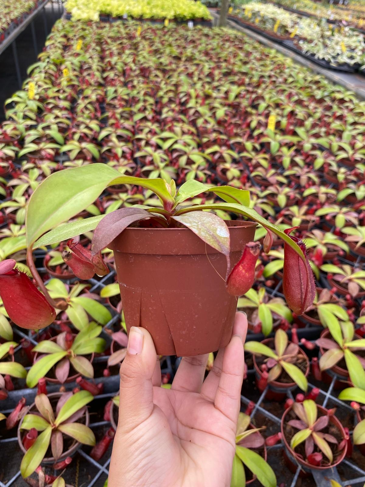 Nepenthes ‘Bloody Mary’ – Rare Red Pitcher Plant | Tropical Carnivorous Hanging Basket Plant