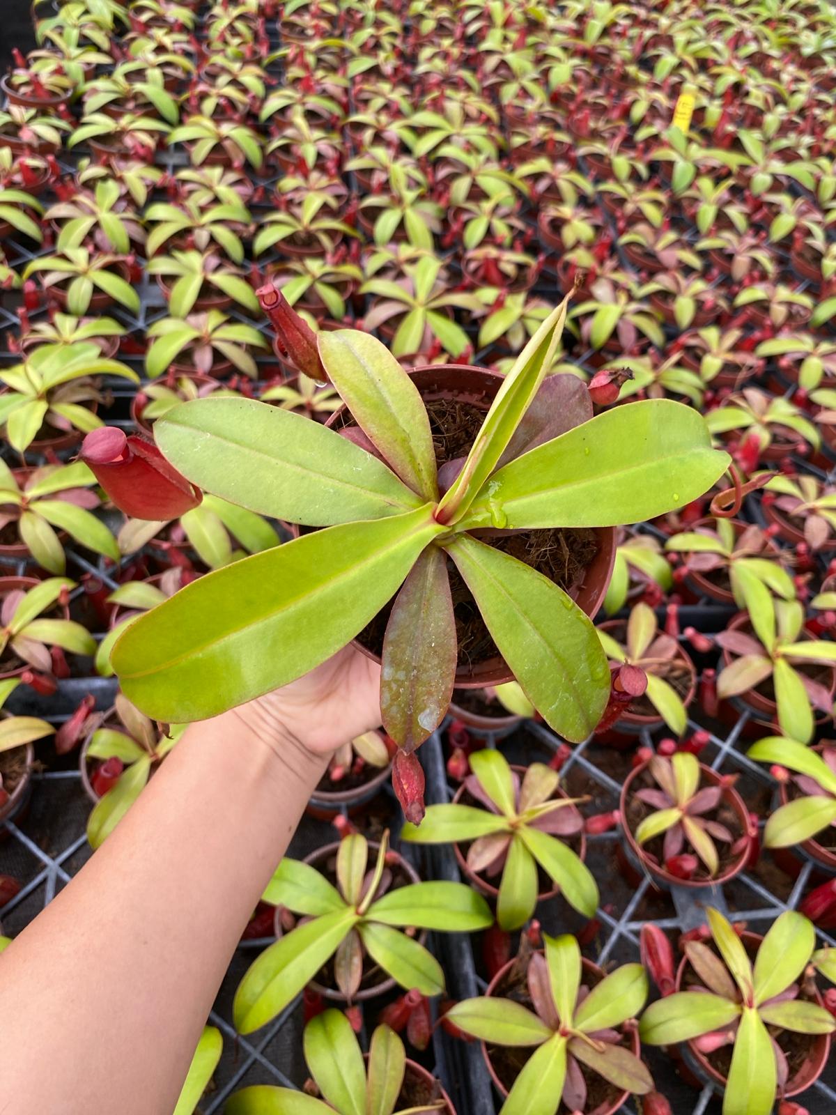 Nepenthes ‘Bloody Mary’ – Rare Red Pitcher Plant | Tropical Carnivorous Hanging Basket Plant