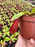 4" Nepenthes Bloody Mary , Pitcher plant,