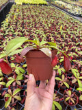 4" Nepenthes Bloody Mary , Pitcher plant,