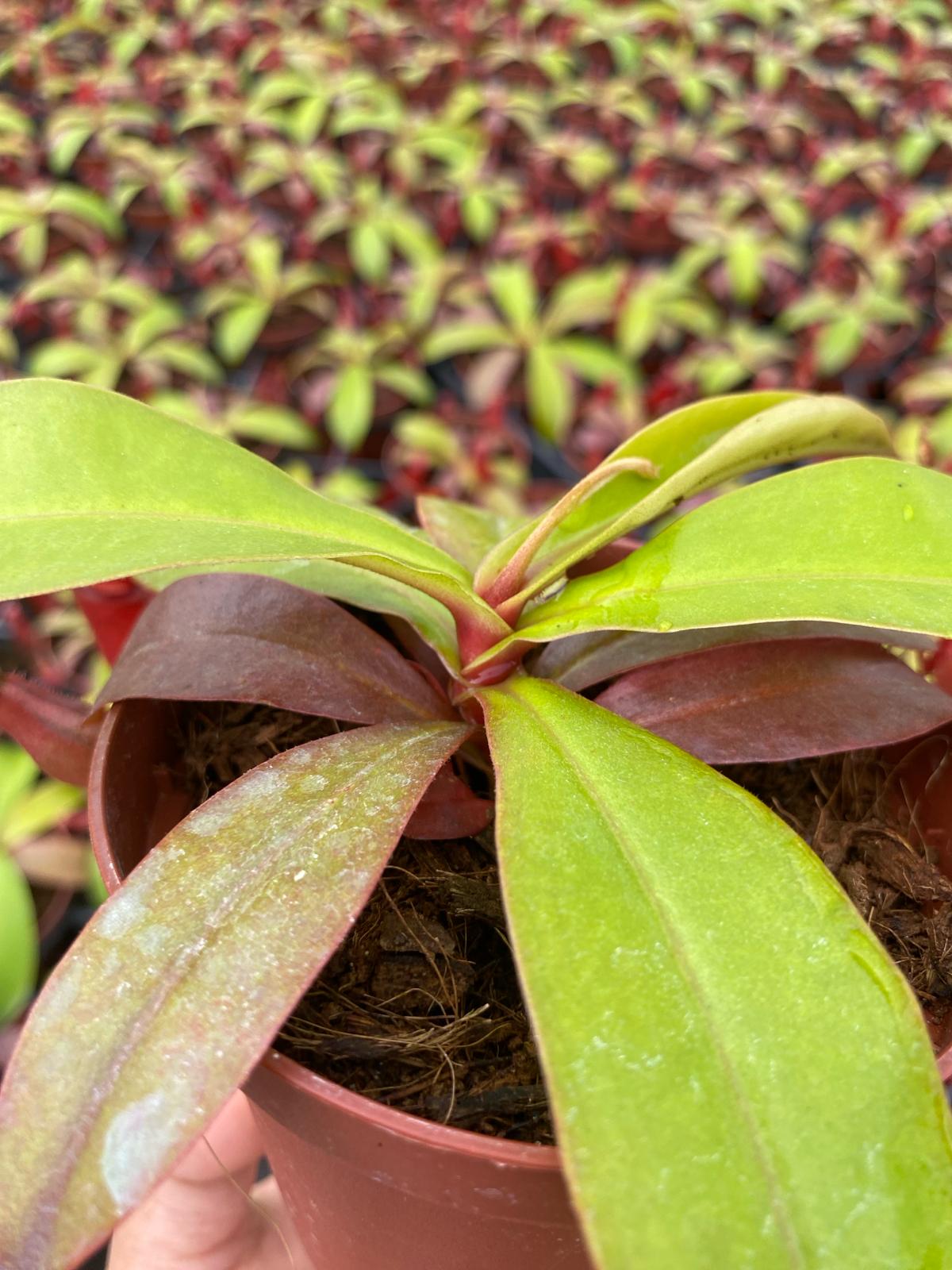 Nepenthes ‘Bloody Mary’ – Rare Red Pitcher Plant | Tropical Carnivorous Hanging Basket Plant