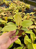 2" Philodendron Golden Melinonii