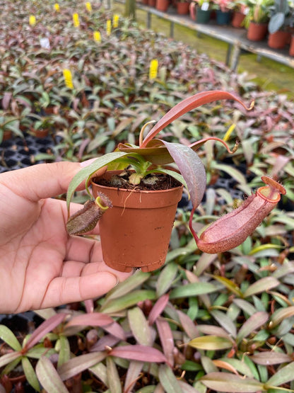Nepenthes ‘Rebecca Soper’ – Rare Carnivorous Pitcher Plant | Tropical Indoor Venus Flytrap Alternative