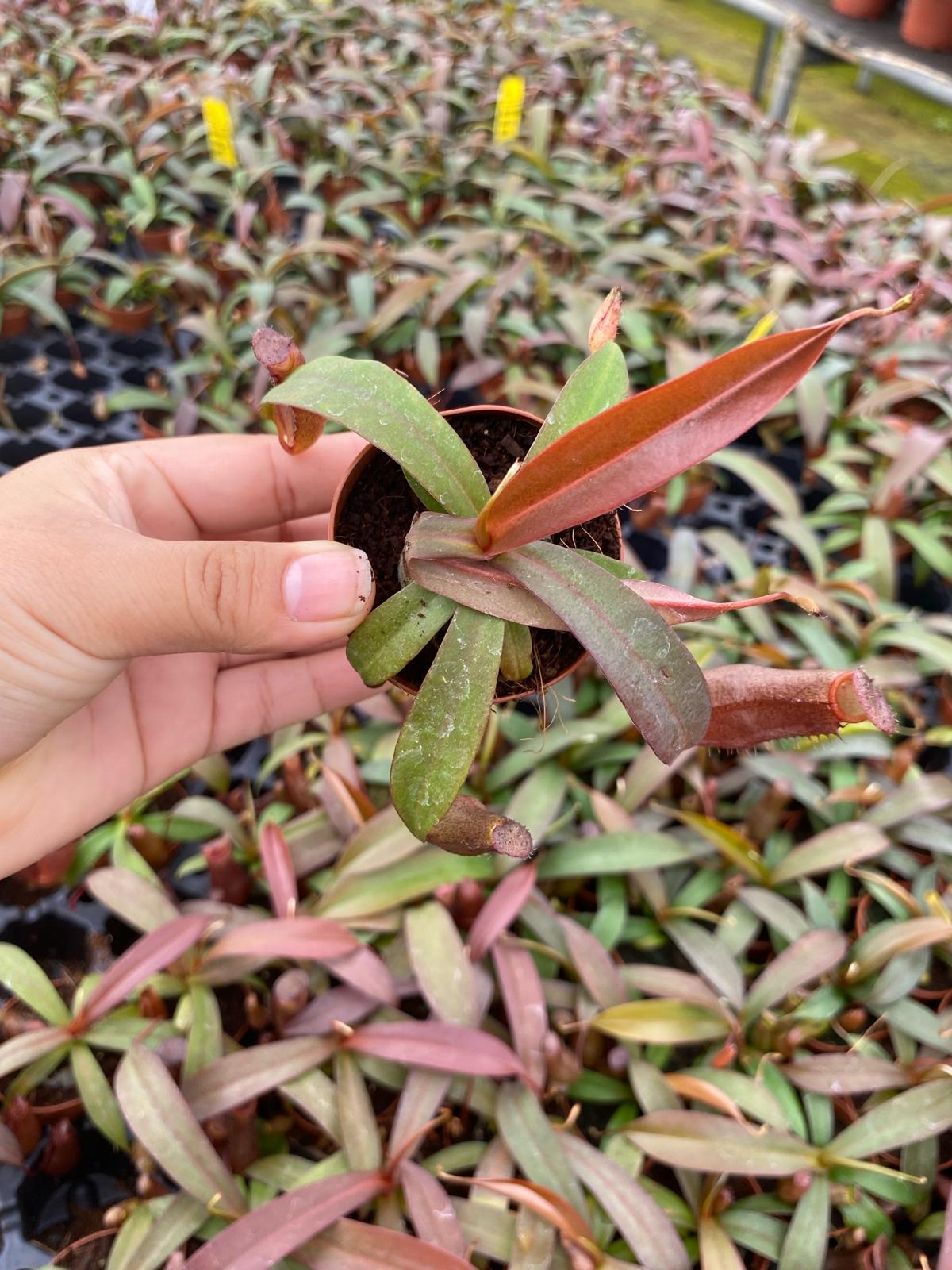 Nepenthes ‘Rebecca Soper’ – Rare Carnivorous Pitcher Plant | Tropical Indoor Venus Flytrap Alternative