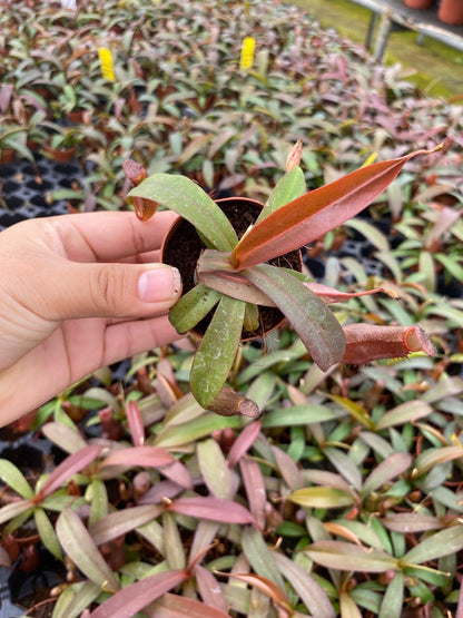 Nepenthes ‘Rebecca Soper’ – Rare Carnivorous Pitcher Plant | Tropical Indoor Venus Flytrap Alternative