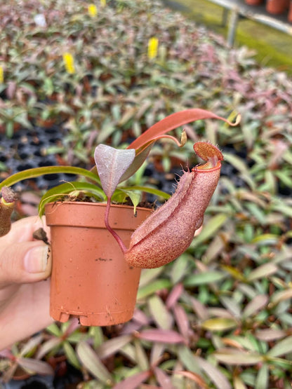 Nepenthes ‘Rebecca Soper’ – Rare Carnivorous Pitcher Plant | Tropical Indoor Venus Flytrap Alternative