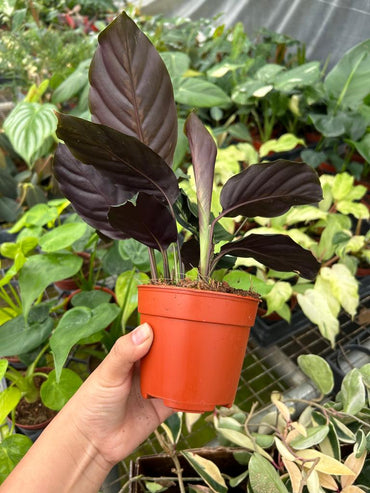 4" Calathea Maui Queen